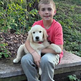 Mr Red - Light golden male Golden Retriever puppy in Silver Lake, Indiana from Seven Hills Goldens