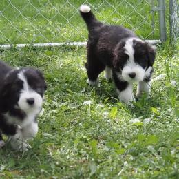 Bearded Collie Puppies from Meadows Bearded Collies