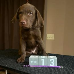 Purple Dot - Brown male Chesapeake Bay Retriever puppy in Wisconsin Dells, Wisconsin from Kilbourn Chesapeakes