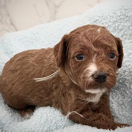 Dewey - Red  male Goldendoodle puppy in Kansas City, Kansas from Bella & Ivy’s Mini Goldendoodles of KC