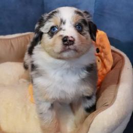 Lucy - Blue merle female Miniature Australian Shepherd puppy in Macomb, Missouri from Faunus Farms and Aussies
