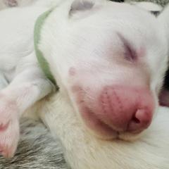 Blue tinted Boy - Colorado Mountain Dog puppy from Stormy Heights Homestead