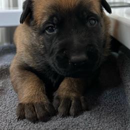 Yellow - Fawn sable male Belgian Malinois puppy in Ellerbe, North Carolina from Grand Prix Kennel