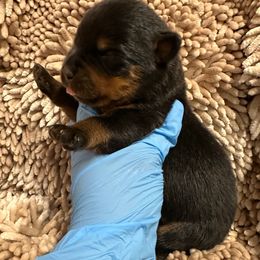 Pick 2 - Black and mahogany male Rottweiler puppy in Lyons, Indiana from White River Rottweilers