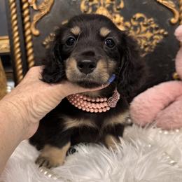 Jade - Black and cream female Dachshund puppy in Collins, Georgia from Liberty Longhair Dachshunds