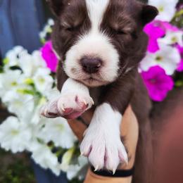 Michigan(Winnie) - Brown and white female Siberian Husky puppy in Addison, Michigan from Gray Run Siberian Huskies