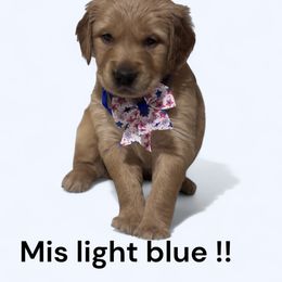 Golden Retriever Puppies from Brilliant Golden Furry Tails