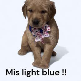 Golden Retriever Puppies from Brilliant Golden Furry Tails