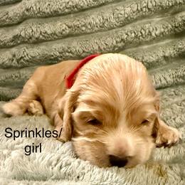 Sprinkles - Buff female Cocker Spaniel puppy in Sumter, South Carolina from Cocker Eclipse In Home Kennel