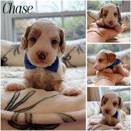 Chase - Red male Australian Labradoodle puppy in Summerfield, North Carolina from Four Oaks Labradoodles