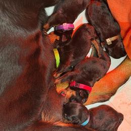 Boy 1 - Black and mahogany male Rottweiler puppy in Fredericktown, Missouri from Obsessions Rottweiler