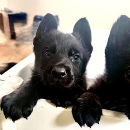 Rexa - Black female German Shepherd puppy in Crossville, Tennessee from Raising the Bar German Shepherds