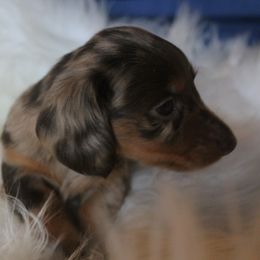 Dachshund Puppies from Callaway Country Dachshunds