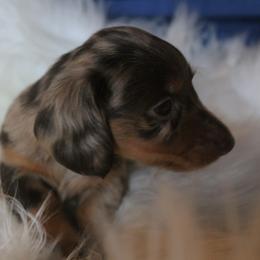 Dachshund Puppies from Callaway Country Dachshunds