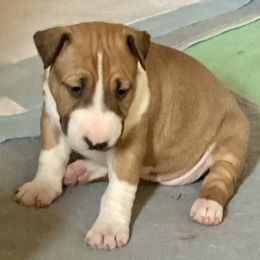 Elsa - Red and white female Bull Terrier puppy in Springfield, Ohio from Lynn Hill Bull Terriers
