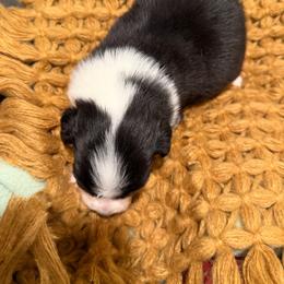 BTF3 - Black tri-color female Australian Shepherd puppy in Manchester, Iowa from Lone Willow Aussies