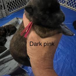 Dark Pink - Black brindle female Dutch Shepherd puppy in Raceland, Louisiana from Fontana Farm