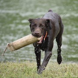 Labrador Retriever All Grown Up from Fieldside Pups