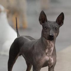 American Hairless Terriers from Rip It Up American Hairless Terriers