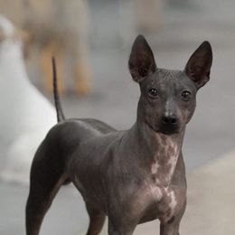 American Hairless Terriers from Rip It Up American Hairless Terriers