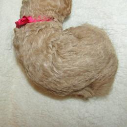 Goldendoodle and Poodle Puppies from David & Patricia Elliott
