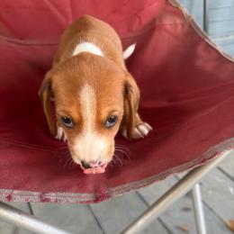 Henry - Piebald male Dachshund puppy in Conroe, Texas from Dots Dachshunds