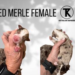 Annie - RMF1 - Red merle female Miniature Australian Shepherd puppy in Nacogdoches, Texas from TK Standard, Mini, & Toy Aussies