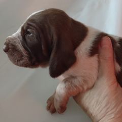 Girl A - White and chestnut female Bracco Italiano puppy in Albion, Michigan from Bracco Dynasty