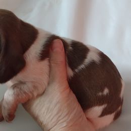 Girl A - White and chestnut female Bracco Italiano puppy in Albion, Michigan from Bracco Dynasty
