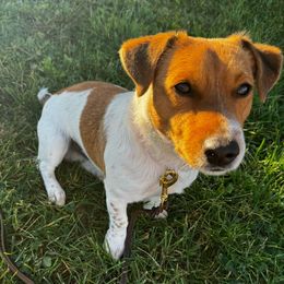 Brooks - Jack Russell Terrier