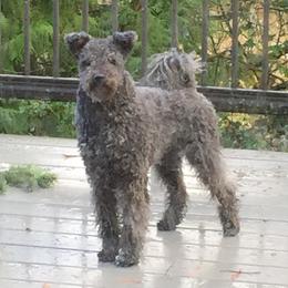 Fabel - Pumi