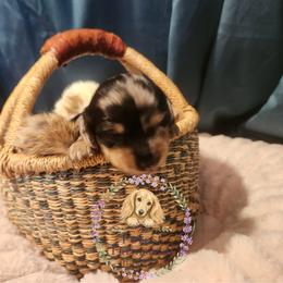 Dachshund Puppies from Forest Farmstead Dachshunds