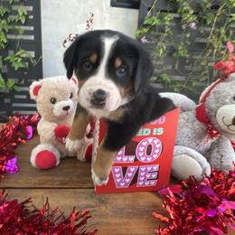 Greater Swiss Mountain Dog Puppies from Park Place Swissys
