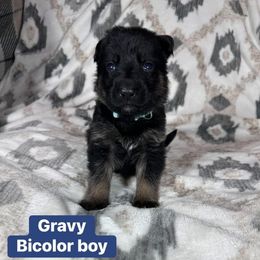 Gravy - Bi-color male German Shepherd puppy in New Cambria, Missouri from Des Hausraben Shepherds