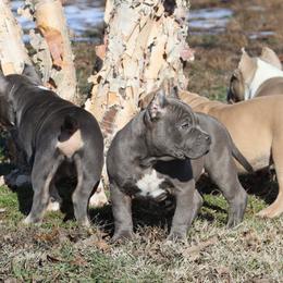 Haymakers'  Tikka - Blue American Bully puppy in Dixon, Kentucky from Haymaker Bully Camp