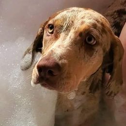 Catahoula Leopard Dogs from Calypso Catahoulas