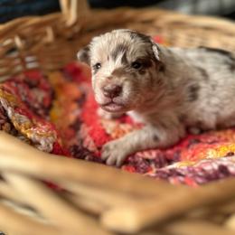 Monica - Red merle female Australian Shepherd puppy in Dunn, North Carolina from The Dogs of Working Aussies Homestead