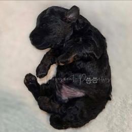 Black Phantom Boy, Djoser - Phantom male Poodle puppy in Coolidge, Arizona from Effervescent-Pooches