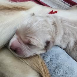 Mr. Red - Golden male Golden Retriever puppy in Phoenix, Maryland from Tamarind Goldens