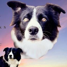 Skye - Border Collie