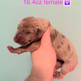 Fortune - Merle female Great Dane puppy in Bay Shore, New York from Gentle Giant Companions