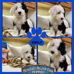 EMILY - Black and white female Old English Sheepdog puppy in Charlo, Montana from Heavenly Hilltop Farm