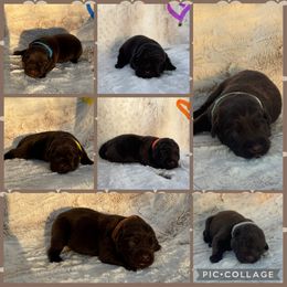 Yellow Collar Female - Chocolate female Labrador Retriever puppy in Kissimmee, Florida from SunState Labs