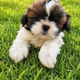 Tiny - Sable and white male Shih Tzu puppy in Hawthorne, Florida from Simply Southern Shihtzus