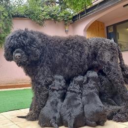 Portuguese Water Dog puppies from SeaBreeze PWDs