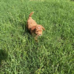 Pascal - Red  male Goldendoodle puppy in Lillington, North Carolina from Peace, Love, and Puppies at the Creek