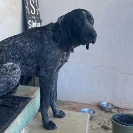 Kapena - Bluetick Coonhound