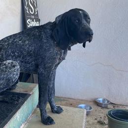 Kapena - Bluetick Coonhound