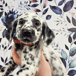 Poalroid- Long Coat - White and black male Dalmatian puppy in Gray, Georgia from Fuller Spots