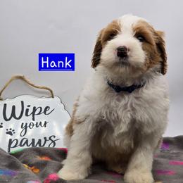 Hank - Red male Bernedoodle puppy in Neillsville, Wisconsin from Granton Creek